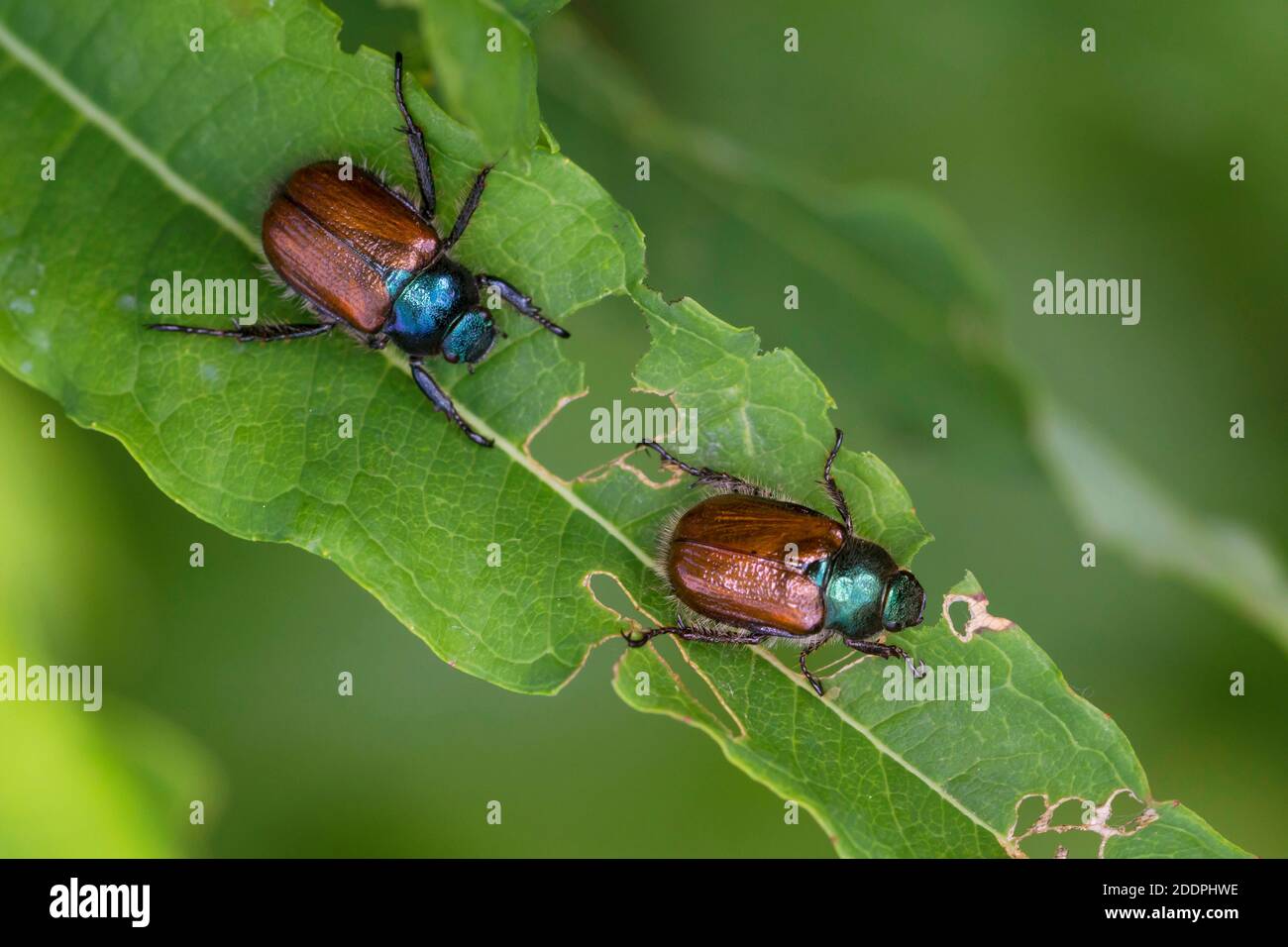 garden chafer, garden foliage beetle (Phyllopertha horticola, Phylloperta horticola), two garden chafers on a leaf, dorsal view, Germany Stock Photo