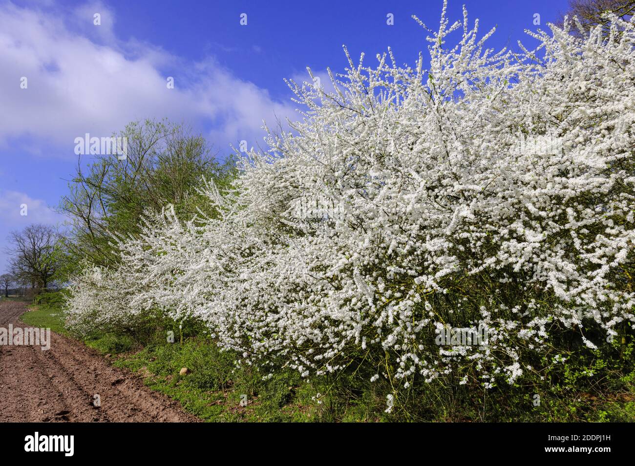 blackthorn, sloe (Prunus spinosa), blooming sloe hedge, Germany, Lower Saxony, Oldenburger Muensterland Stock Photo