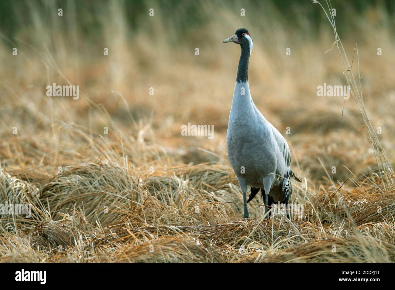 Common crane, Eurasian Crane (Grus grus), standing on grass at Lake Hornborga, Sweden, Vaestergoetland, Falkoeping Stock Photo