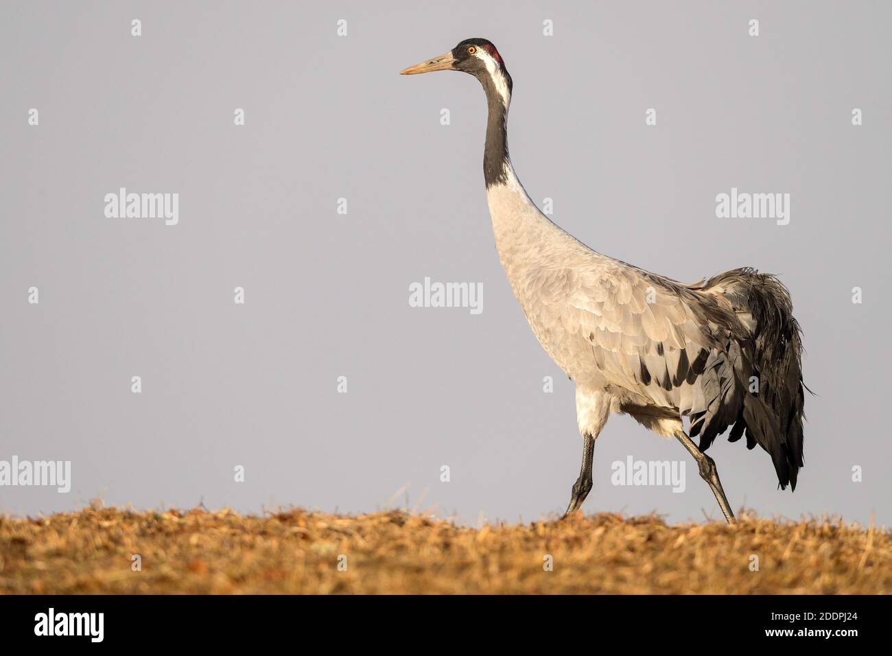 Common crane, Eurasian Crane (Grus grus), stalking, side view, Sweden, Vaestergoetland, Falkoeping Stock Photo