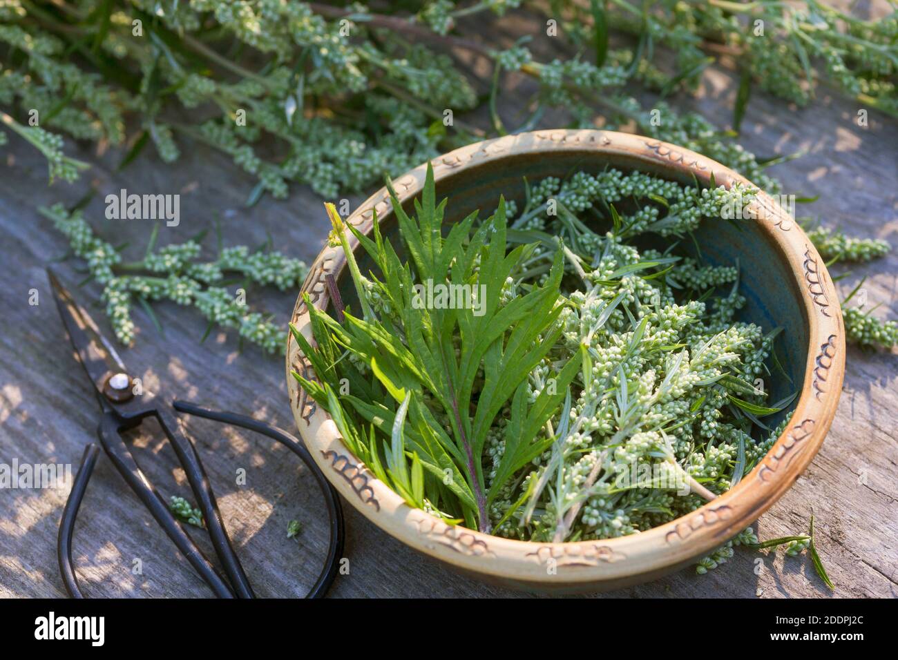 common mugwort, common wormwood (Artemisia vulgaris), collecting of ...