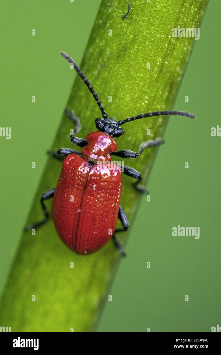 Scarlet lily beetle, Red lily beetle, Lily leaf beetle, Lily beetle (Lilioceris lilii), on a stem, Germany, Baden-Wuerttemberg Stock Photo