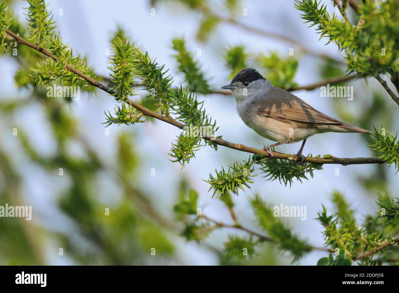 blackcap (Sylvia atricapilla), sits on a willow twig, Germany, Lower Saxony Stock Photo