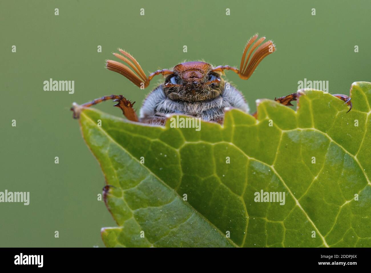 Common cockchafer, Maybug, Maybeetle (Melolontha melolontha), portrait on a leaf, Germany, Lower Saxony Stock Photo