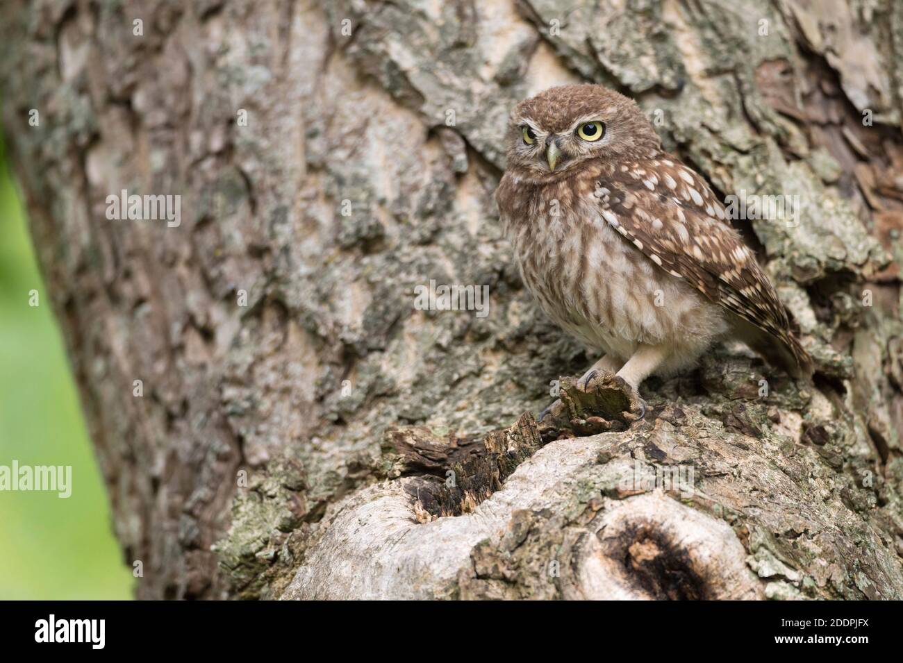 little owl (Athene noctua), perching at a tree trunk, Germany, Lower Saxony Stock Photo