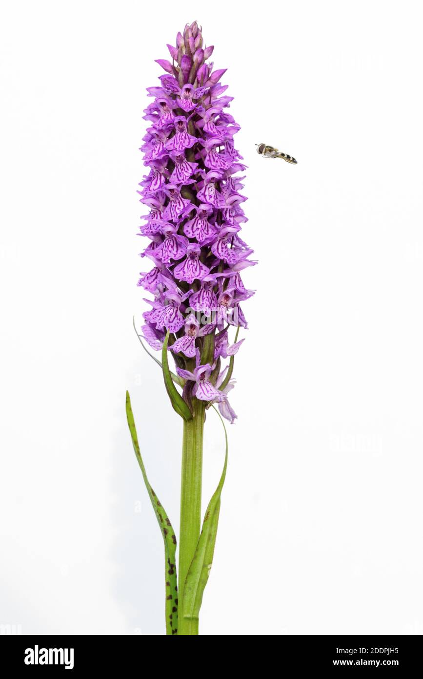 southern marsh-orchid (Dactylorhiza praetermissa), hoverfly approaching an inflorescence, Germany, Lower Saxony Stock Photo