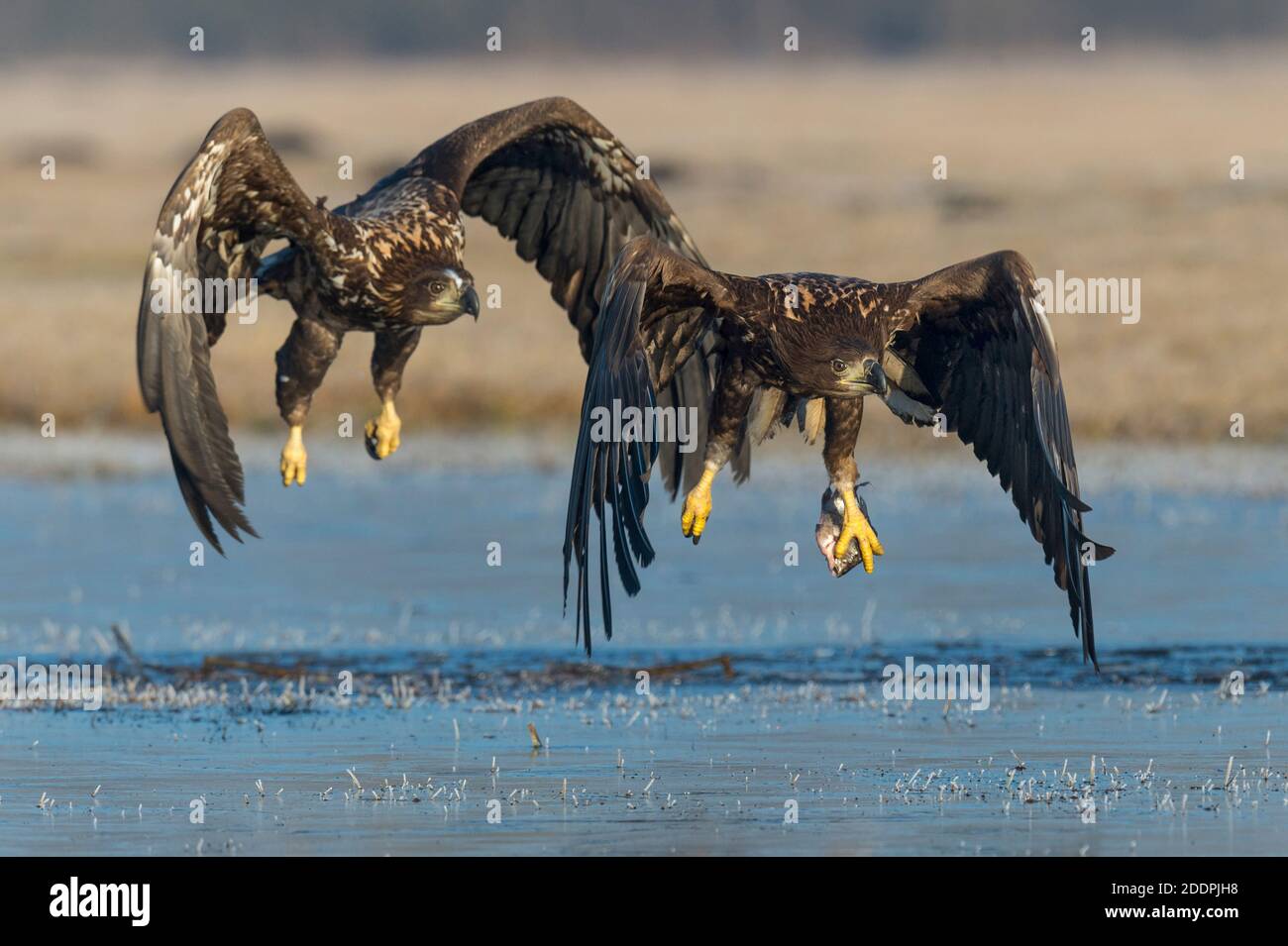 white-tailed sea eagle (Haliaeetus albicilla), one tries to steal the prey of the other one, Poland, Kutno Stock Photo