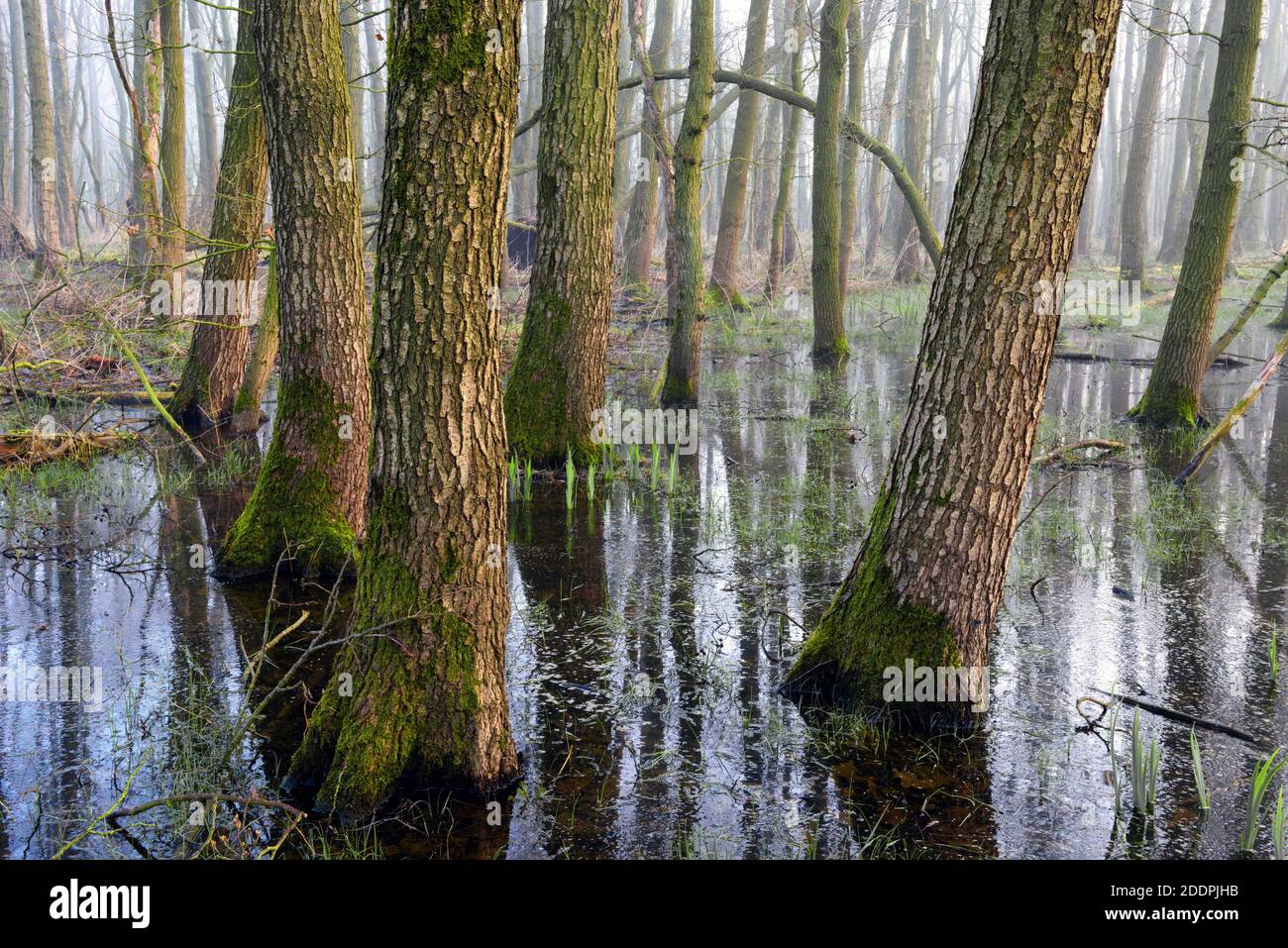 common alder, black alder, European alder (Alnus glutinosa), ghost forest - alder carr at Lake Duemmer, Germany, Lower Saxony, Duemmer See, Lembruch Stock Photo
