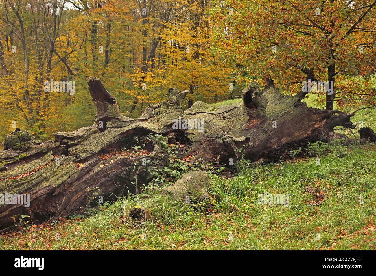 common beech (Fagus sylvatica), dead old beech log in autumn, Germany, Saxony, Bad Muskau, Pueckler Park Stock Photo