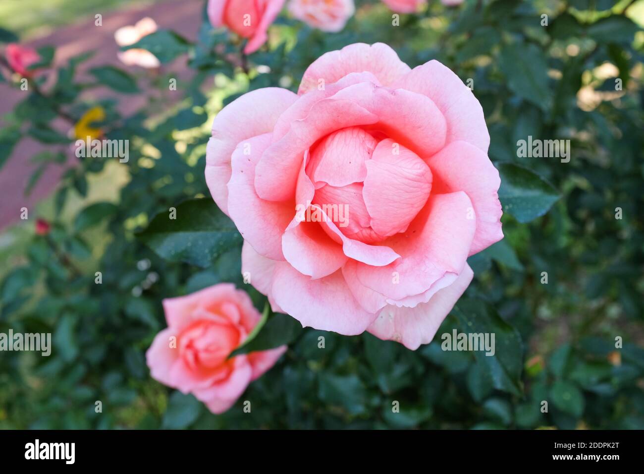Zambra93 rose (floribunda class). Stock Photo