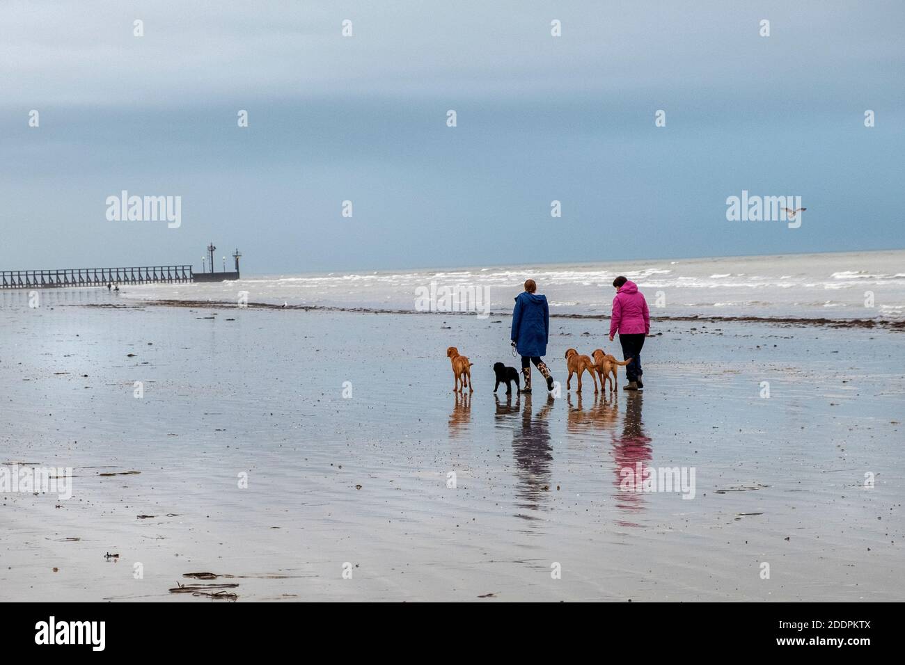 Dog walkers enjoying a pleasant afternoon on Climping Beach near Littlehampton, West Sussex at low tide with labradors enjoying being off the lead Stock Photo
