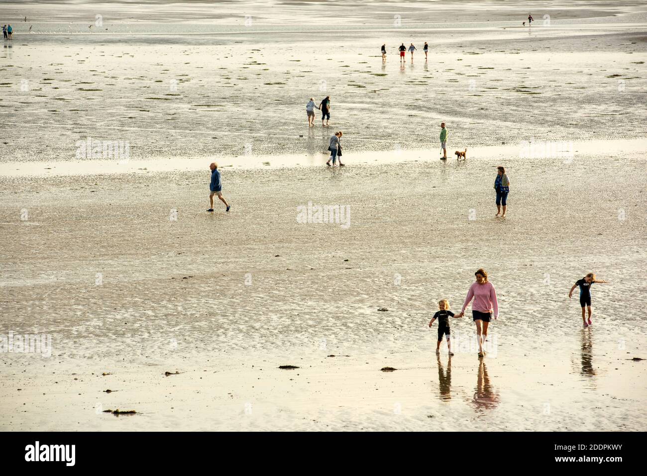 Dog walkers enjoying a pleasant afternoon on Climping Beach near Littlehampton, West Sussex at low tide with labradors enjoying being off the lead Stock Photo