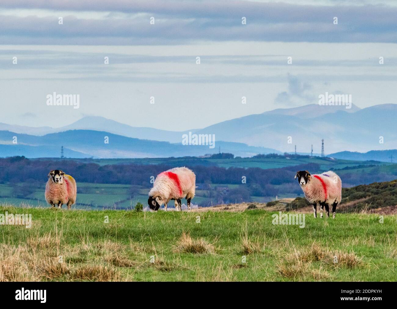 Swaledale ewes with the backdrop of the Lake District fells, Harrisend Fell, near Lancaster, Lancashire. Stock Photo