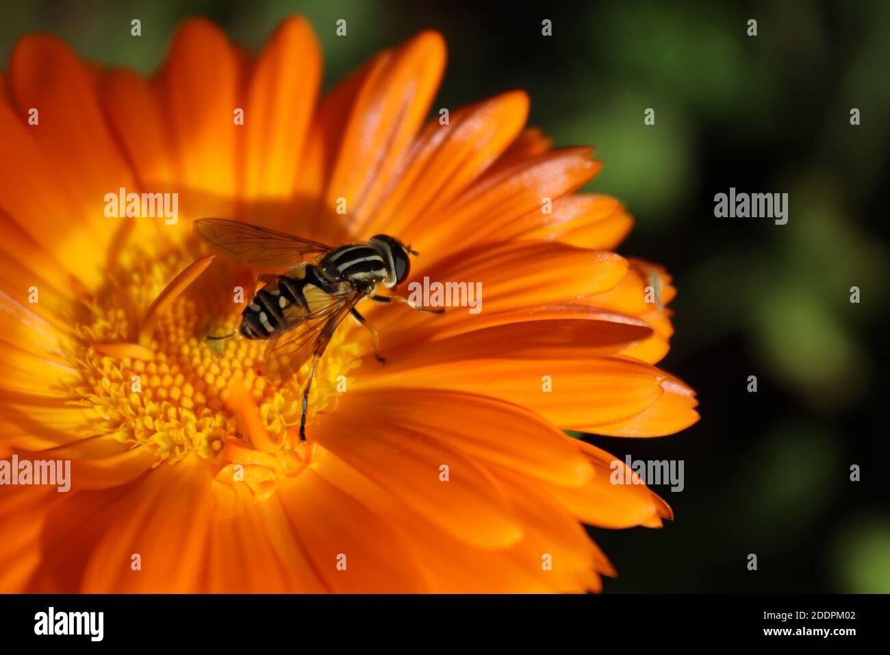Scottish Insects High Resolution Stock Photography and Images - Alamy