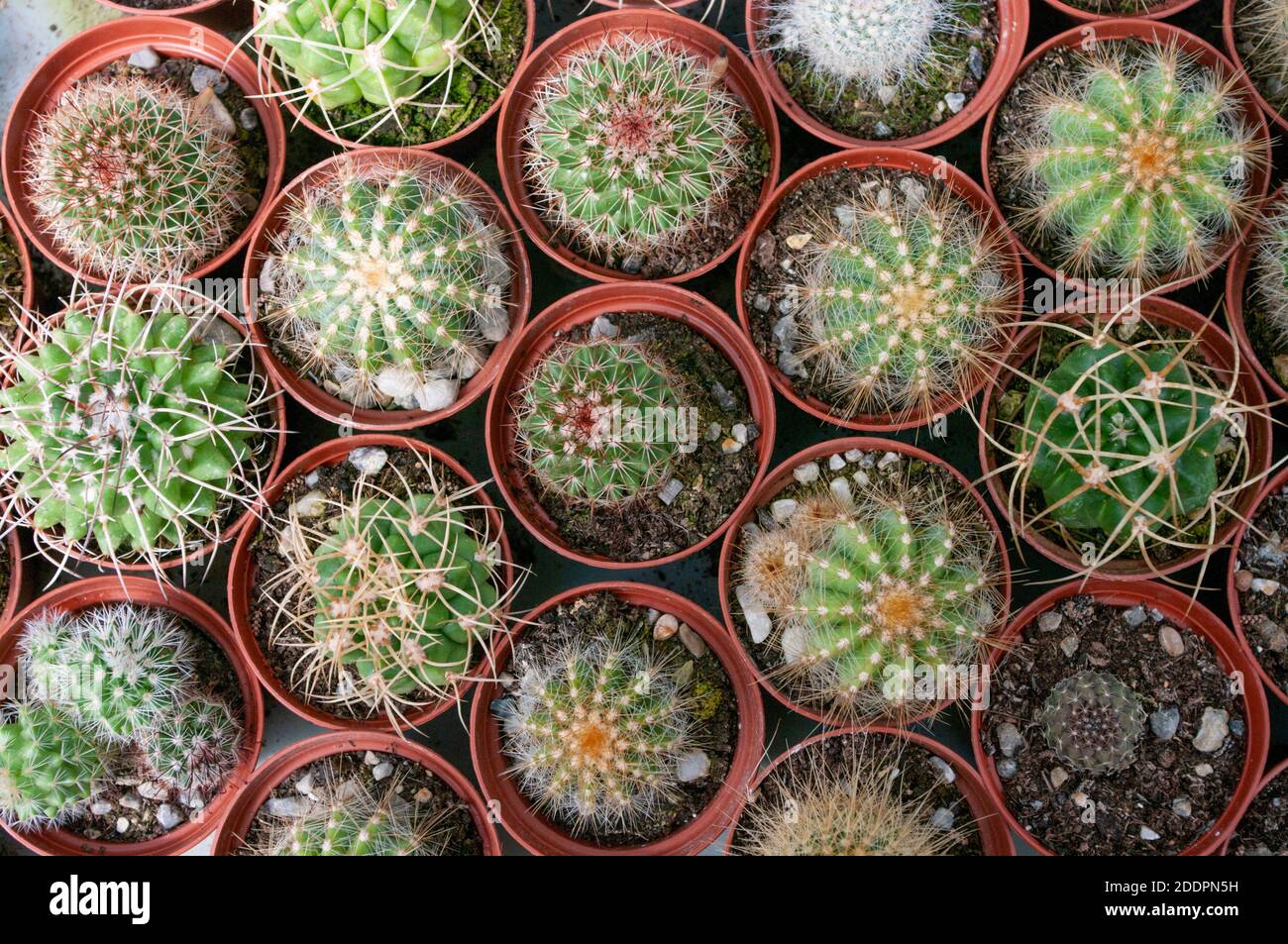 Cactus Geometry High Resolution Stock Photography And Images Alamy