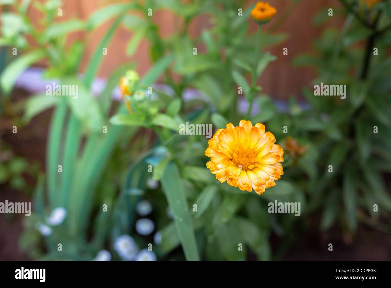 One yellow flower in the garden. Macro. Stock Photo