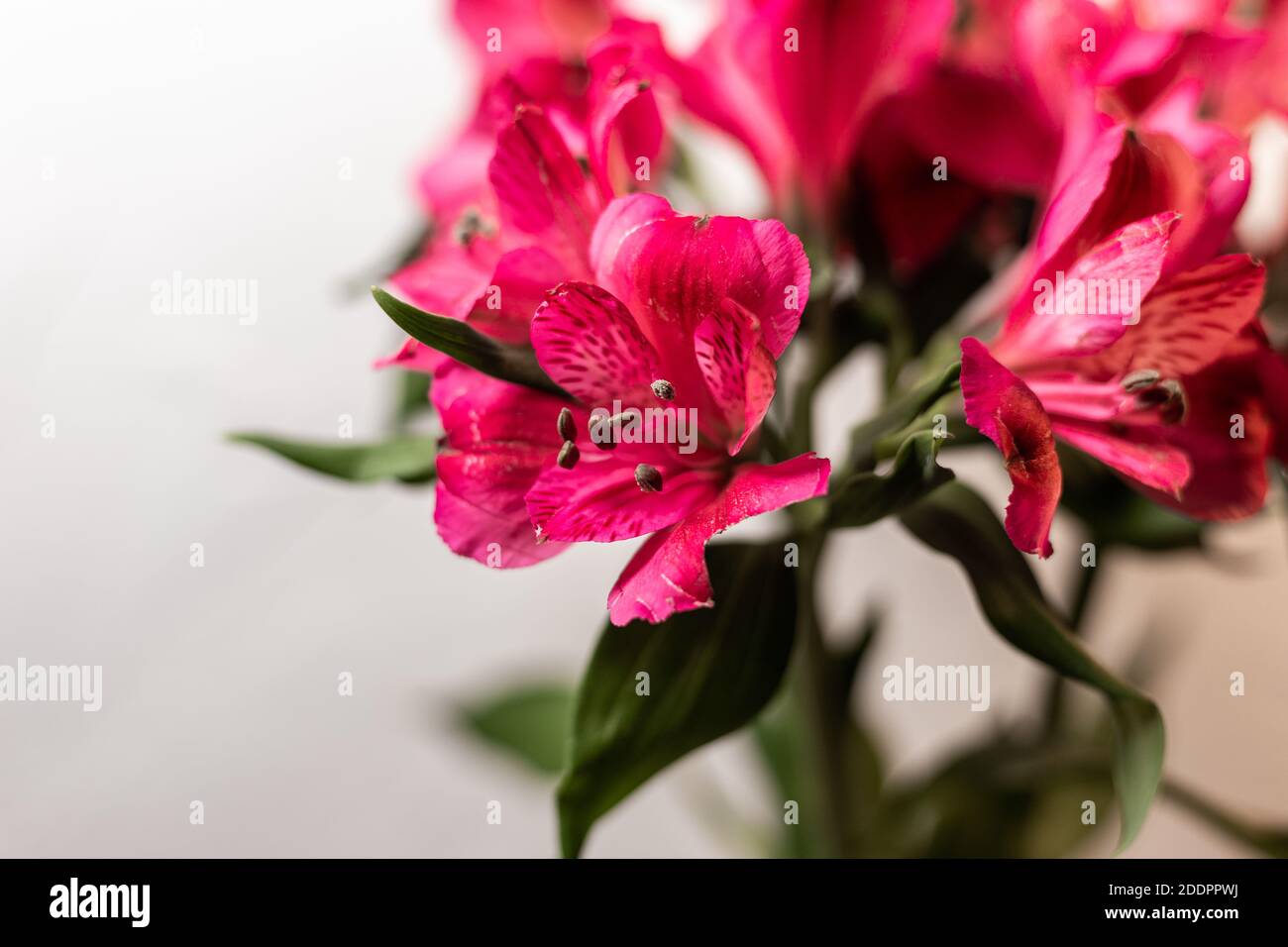 Alstroemeria pink on a white background Stock Photo