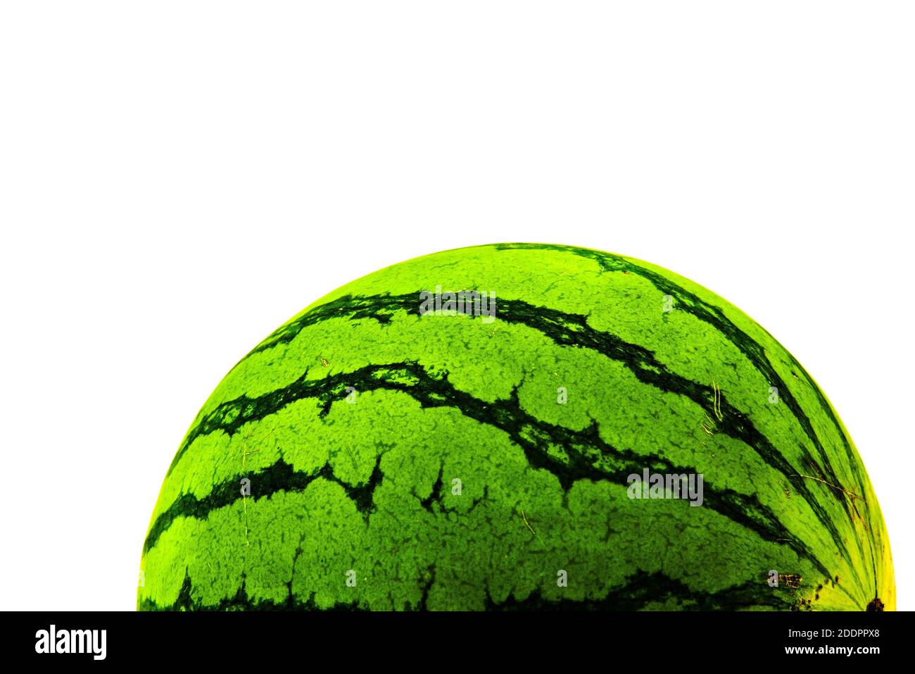 Ripe green watermelon with dark and light green stripes. Isolated on