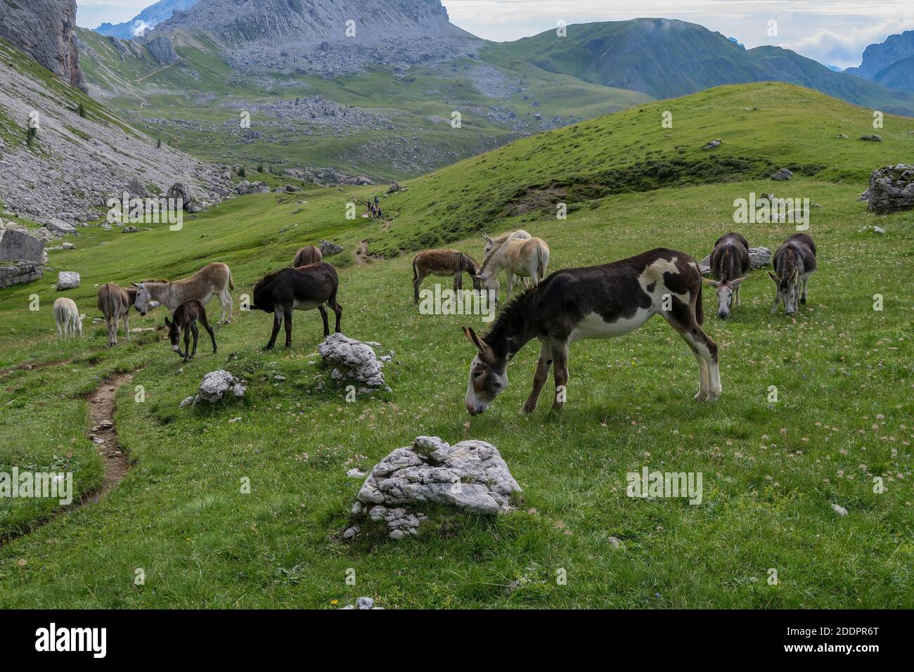 Wild donkeys in a meadow in the Dolomites mountains Stock Photo - Alamy