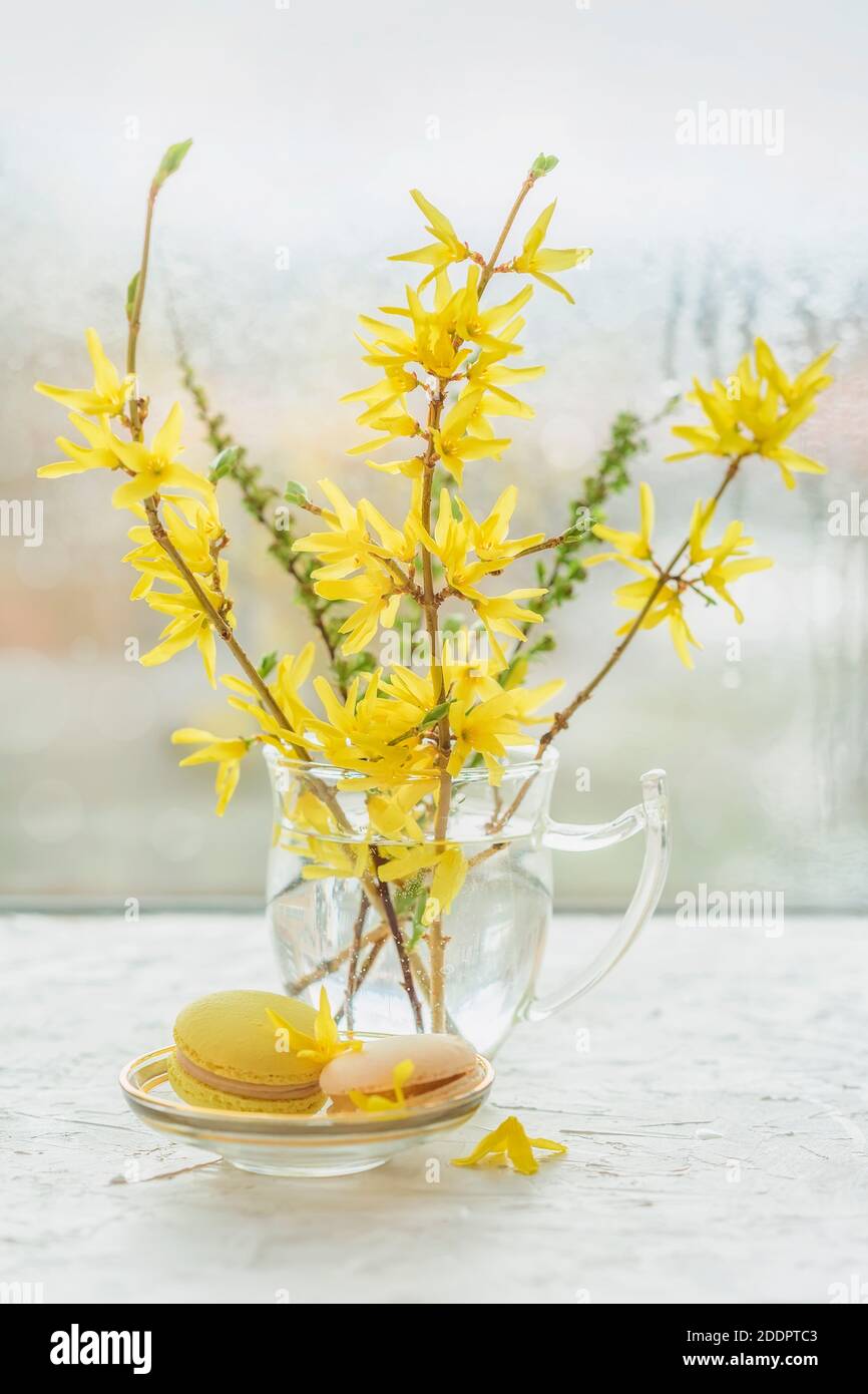 Forsythia vase hi-res stock photography and images - Alamy
