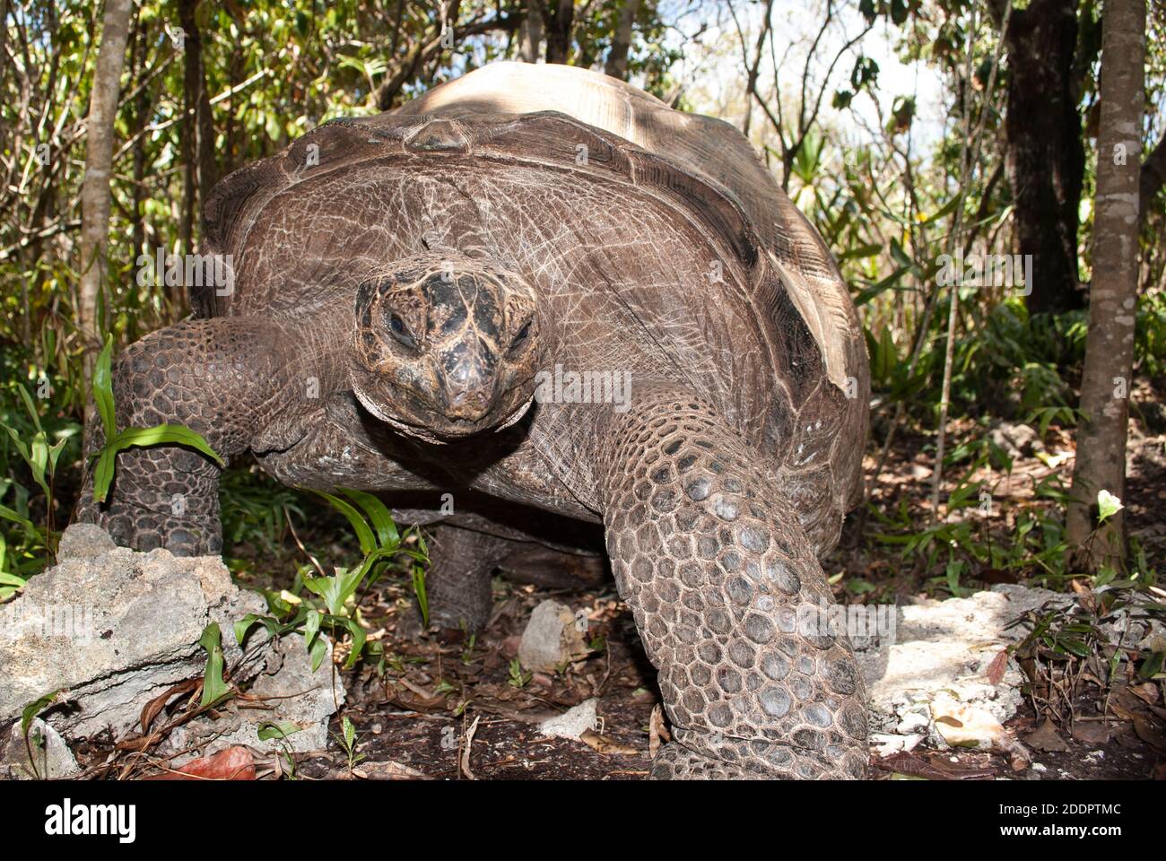 Aldabra Giant Tortoise Aldabrachelys Gigantea IIe Aux Aigrettes aldabra-giant-tortoise-aldabrachelys-gigantea-iie-aux-aigrettes