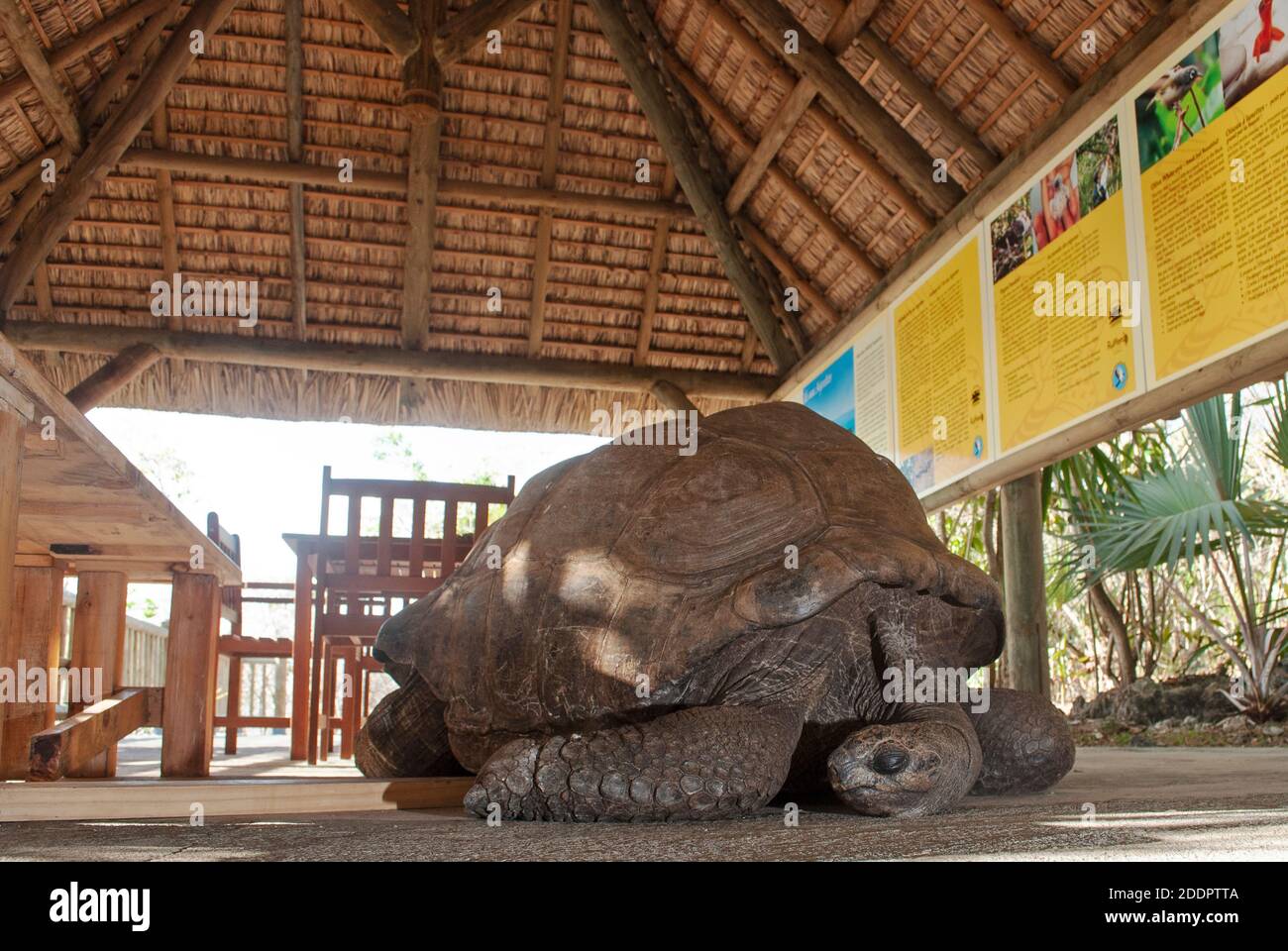 Sleeping Aldabra Giant Tortoise Aldabrachelys Gigantea Iie Aux