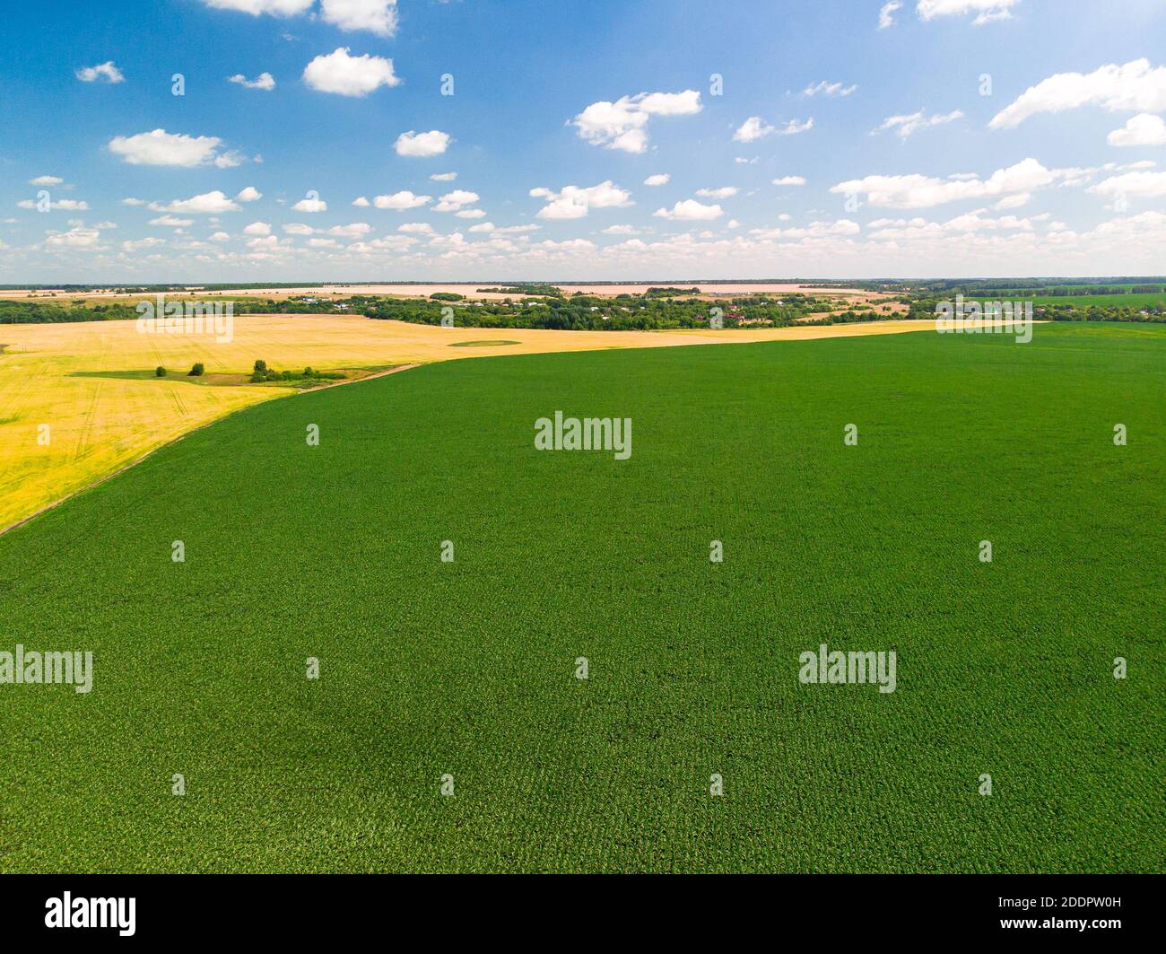 Top view of a corn and sunflower fields in Russia Stock Photo - Alamy