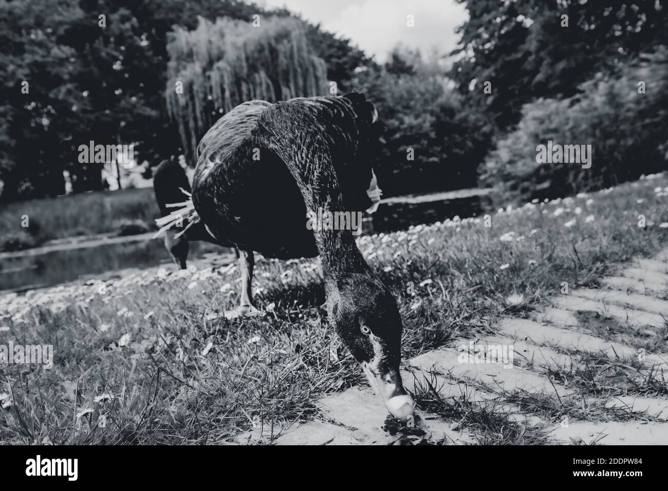 Neugierige Wildtiere im Park mit einer Kanada Gans im Schlosspark Zoo auf einer saftigen Wiese mit G?nsebl��mchen mit dem Blick direkt in die Kamera. Stock Photo