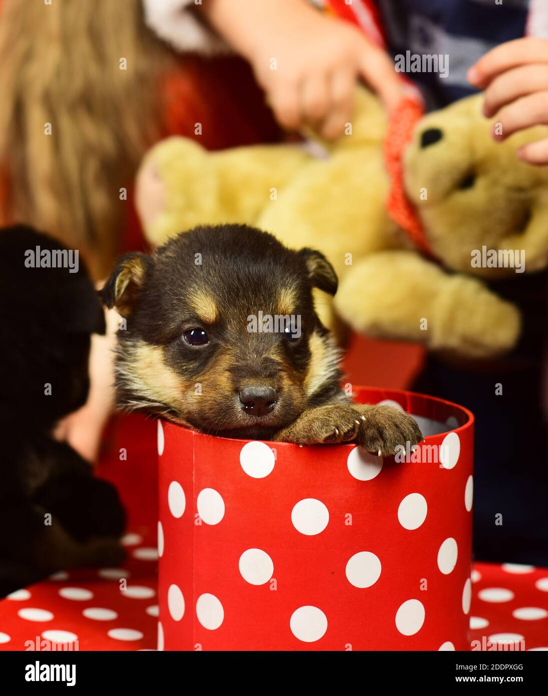 Doggy looks out of spotted Christmas box on defocused background. New year gift concept. Pet as xmas present near fir tree. Puppy in gift box Stock Photo Alamy