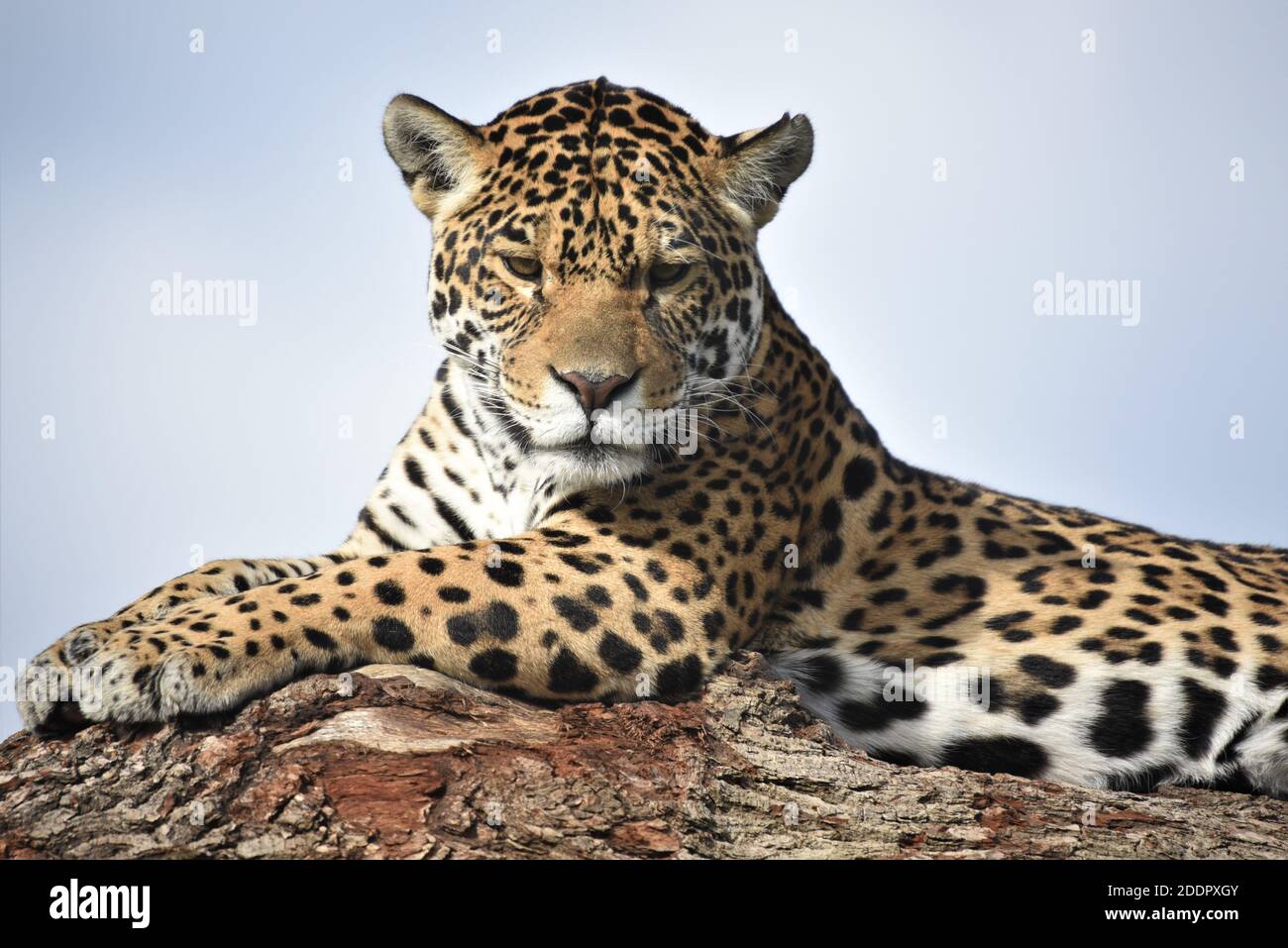 "Leopard", "Amur leopard", "lying down", "Spotted leopard", "enquiring