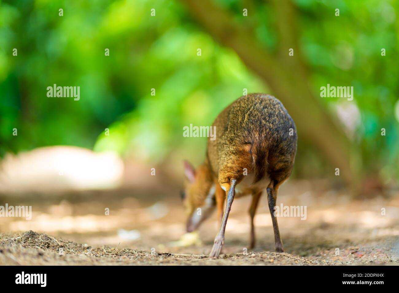 Kanchil Is An Amazing Cute Baby Deer From The Tropics The Mouse Deer Is One Of The Most Unusual Animals Cloven Hoofed Mouse Stock Photo Alamy