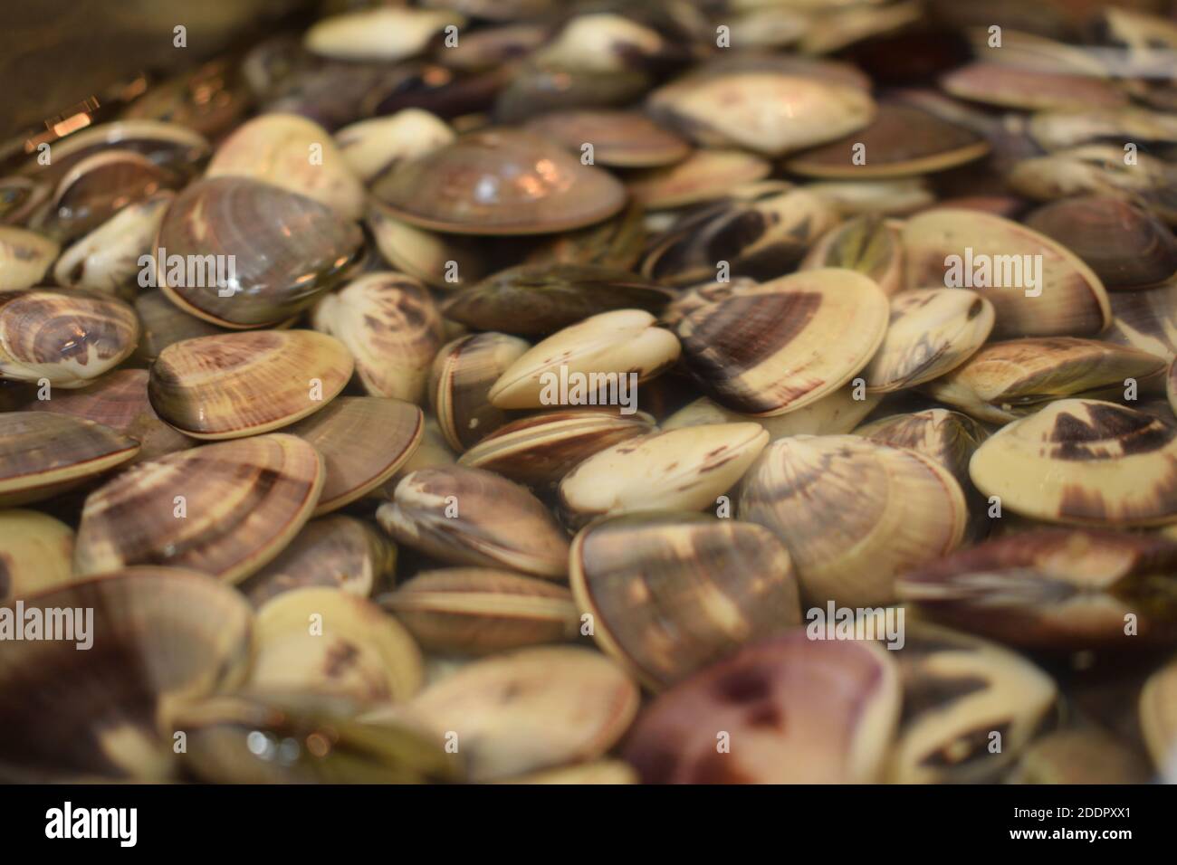 Fresh shellfish at Tsukiji fish market in central Tokyo, Japan Stock Photo