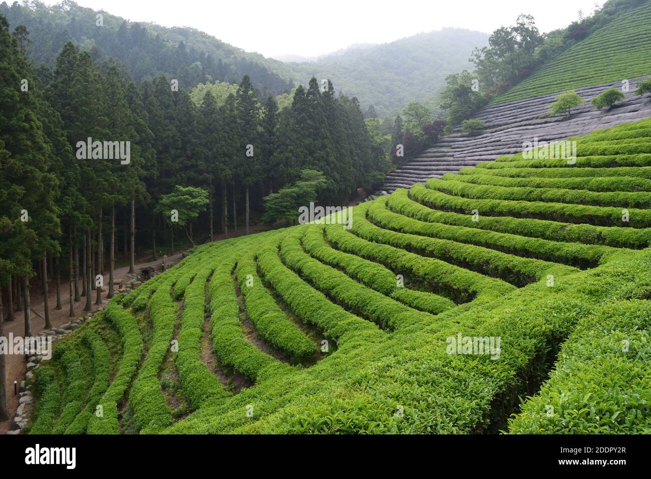 Green tea field in Boseong, South Jeolla Province, Korea Stock Photo