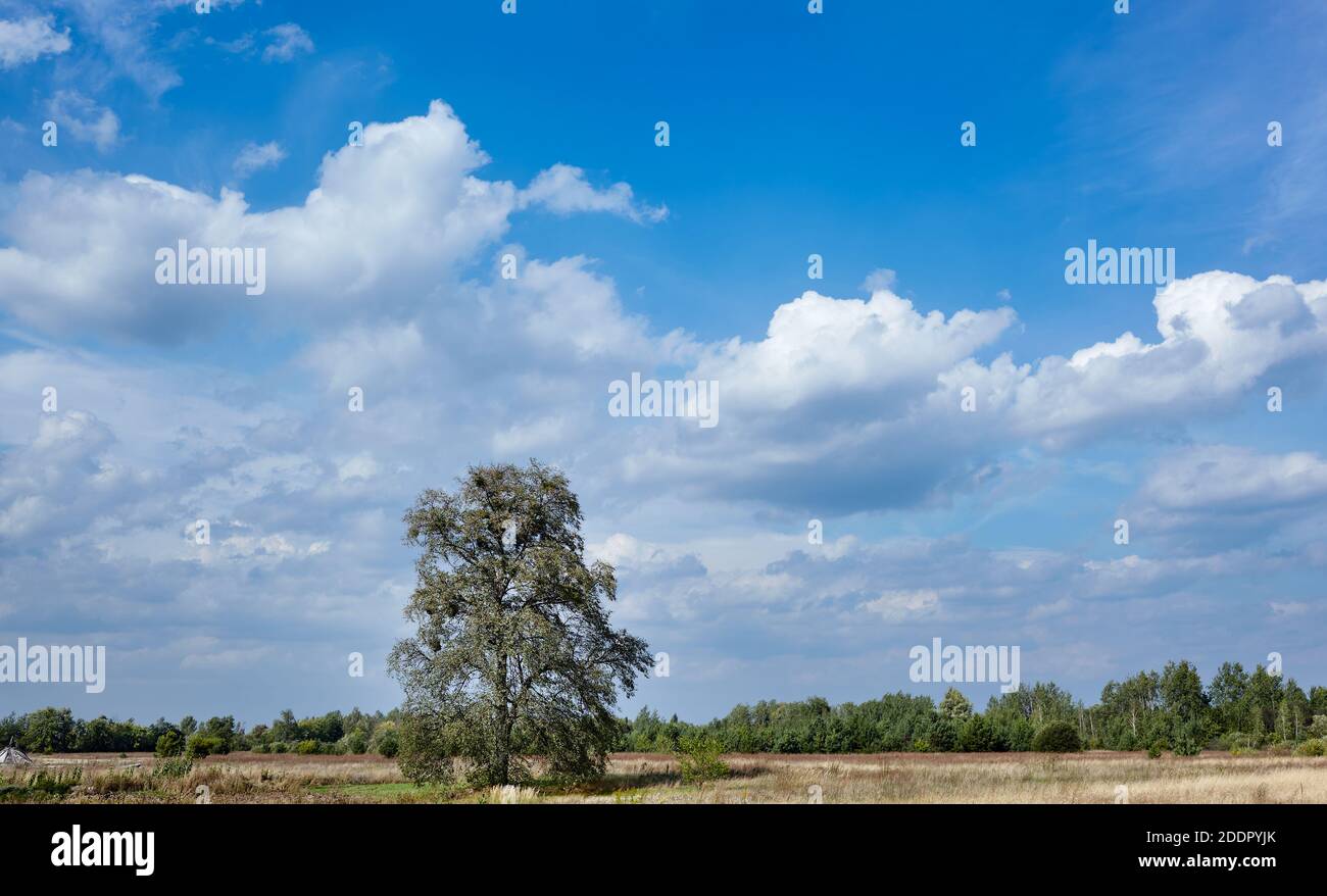 Blue sky with clouds, big tree hi-res stock photography and images - Alamy
