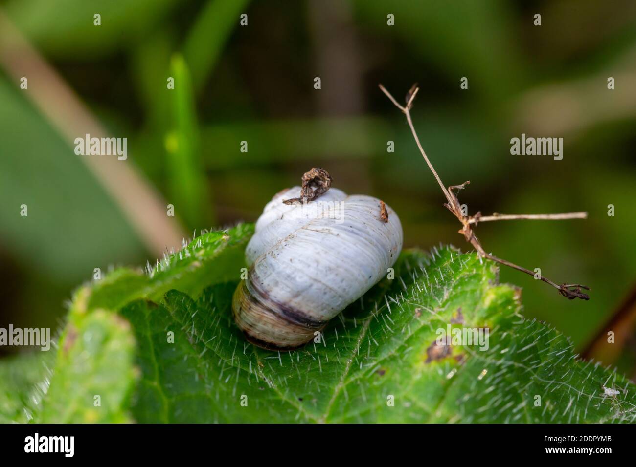 A macro image of a scrub snail or Genus Praticolella on a leaf close up Stock Photo