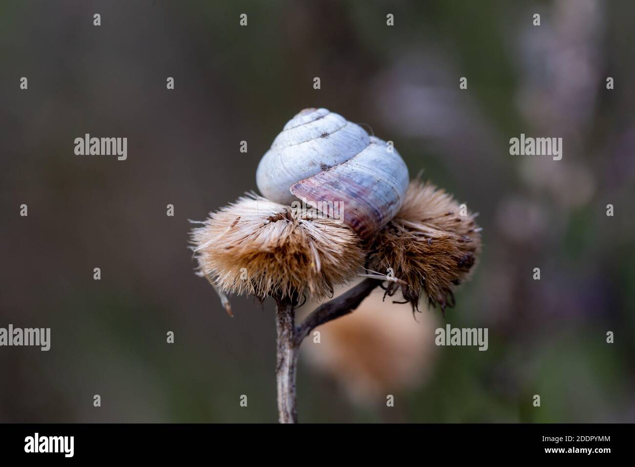 A macro image of a scrub snail or Genus Praticolella on a seed pod close up Stock Photo