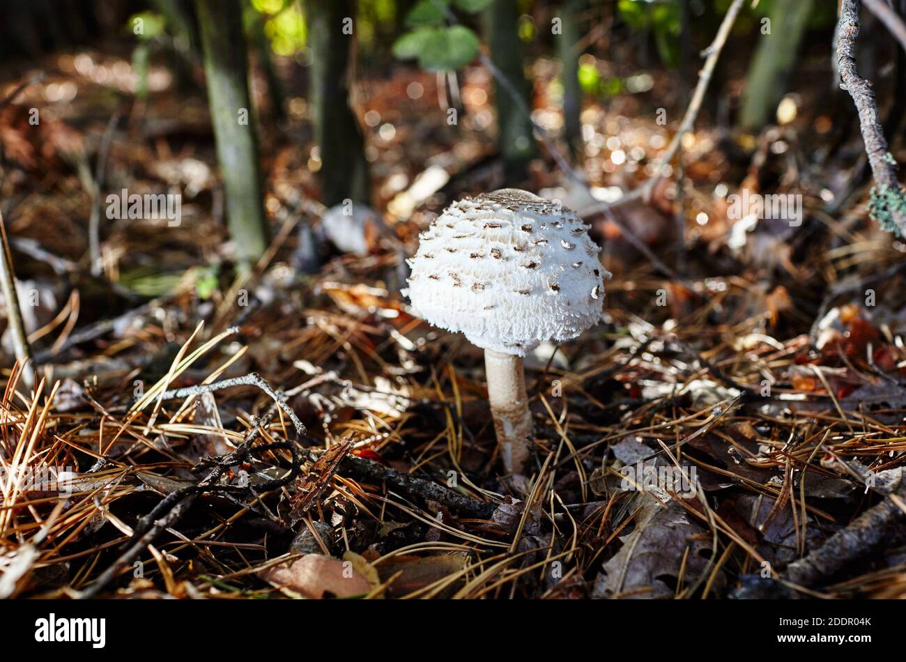 Toxic and hallucinogen mushroom in undergrowth on autumn forest background. Selective focus, blurred background Stock Photo