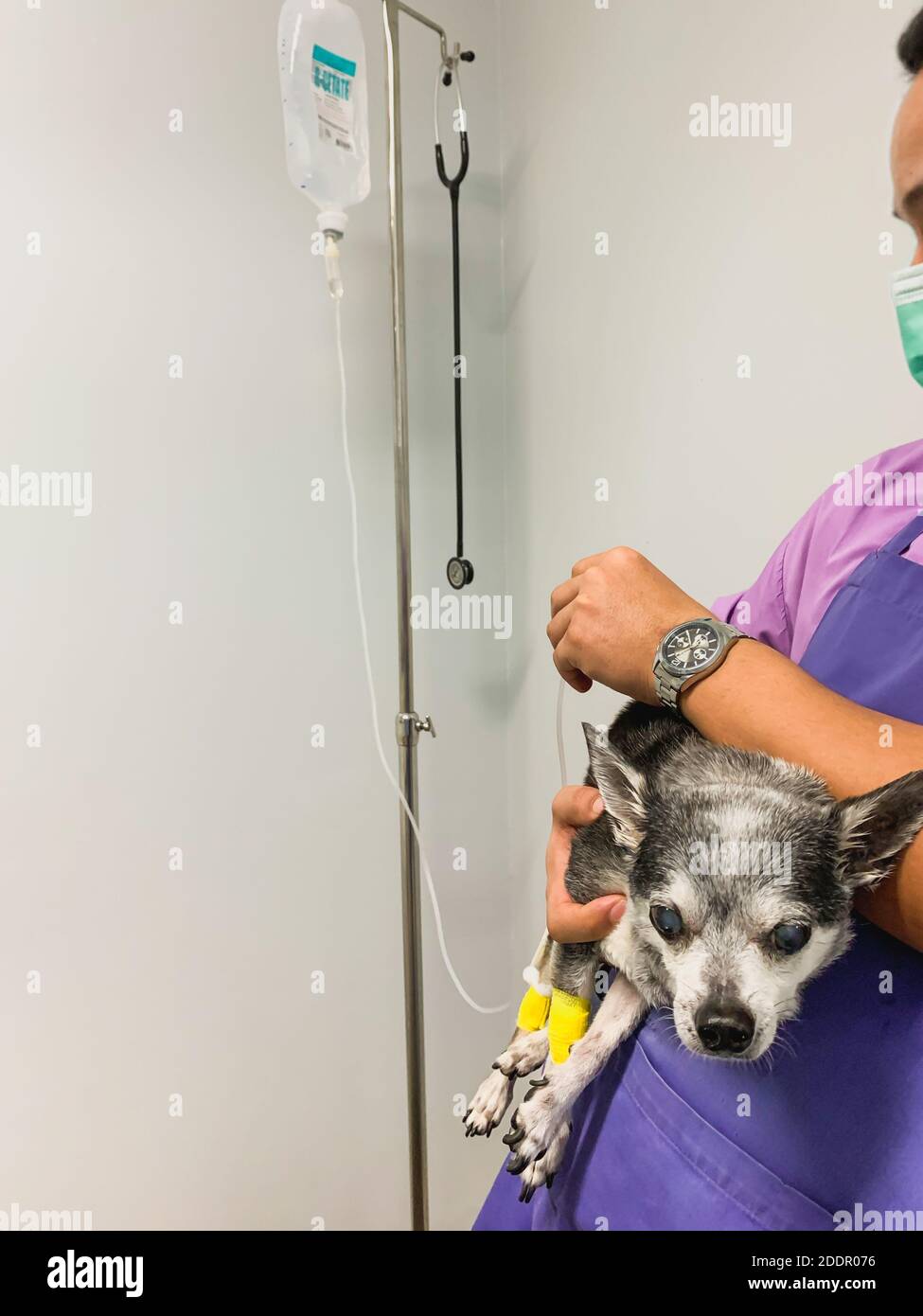 Veterinarian giving saline solution to chihuahua in veterinary clinic. Stock Photo