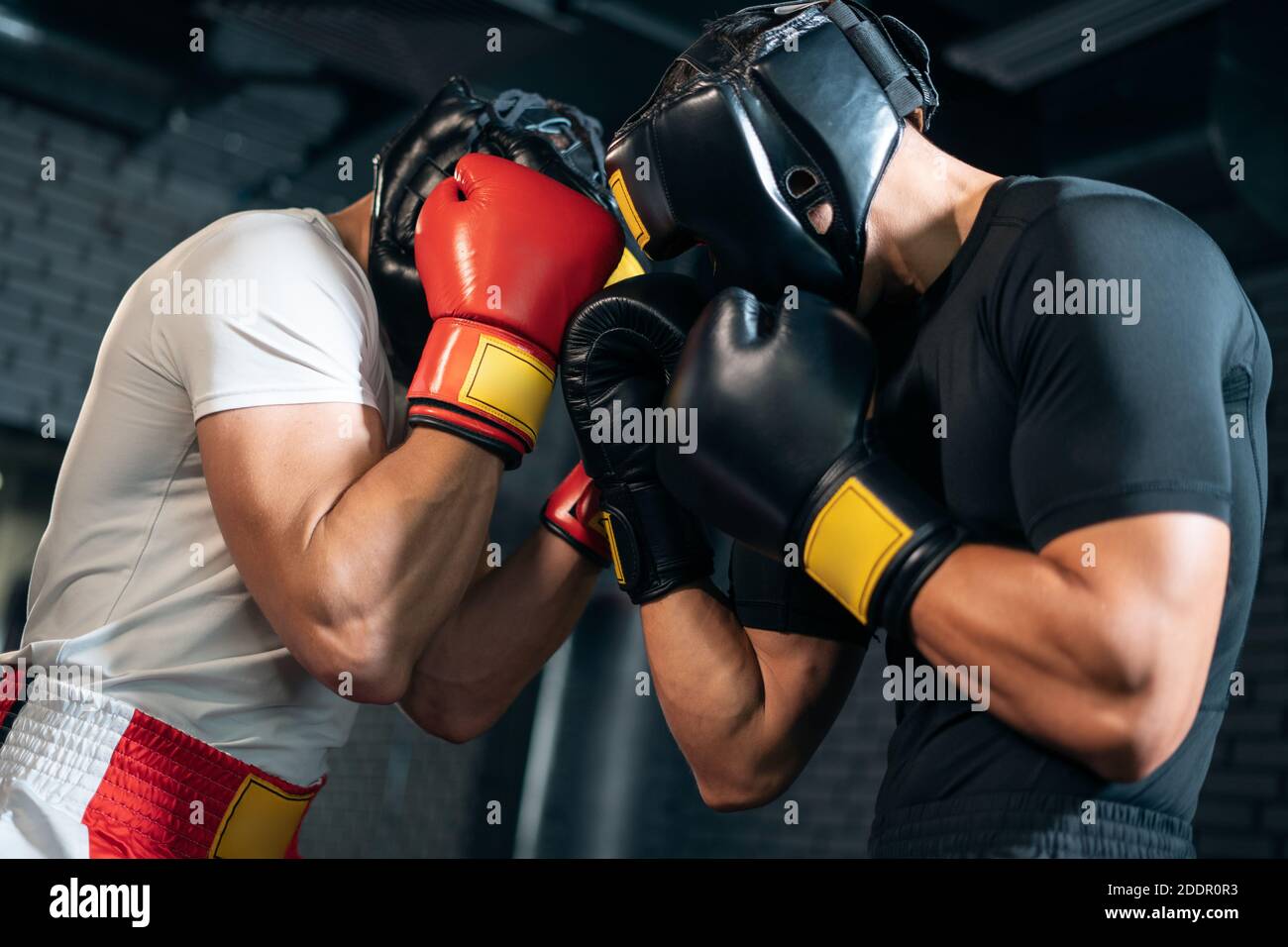 two muscle boxers sport man training and fighting on boxing ring at gym Stock Photo Alamy