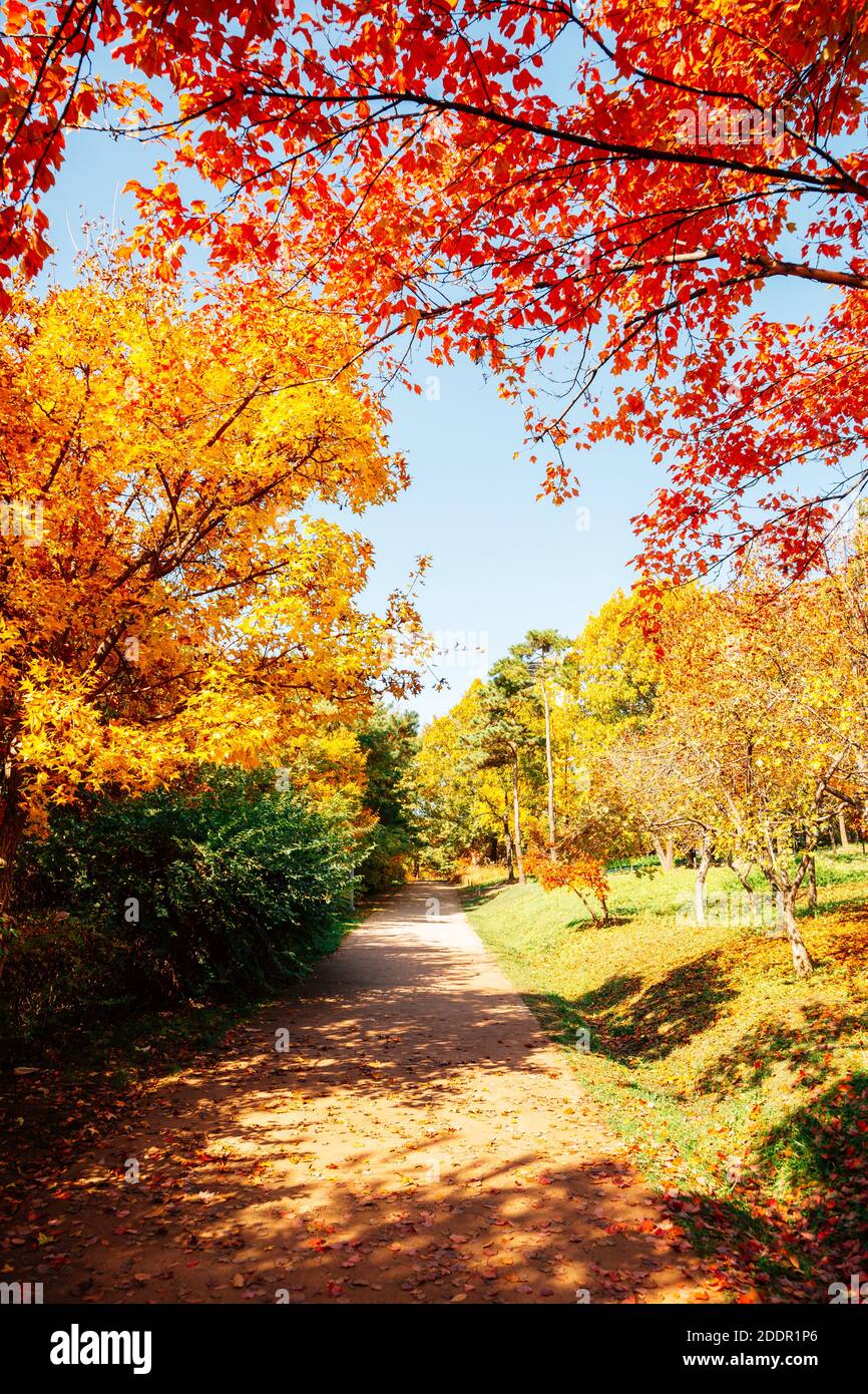 Seoul forest park, Autumn colorful trees road in Korea Stock Photo