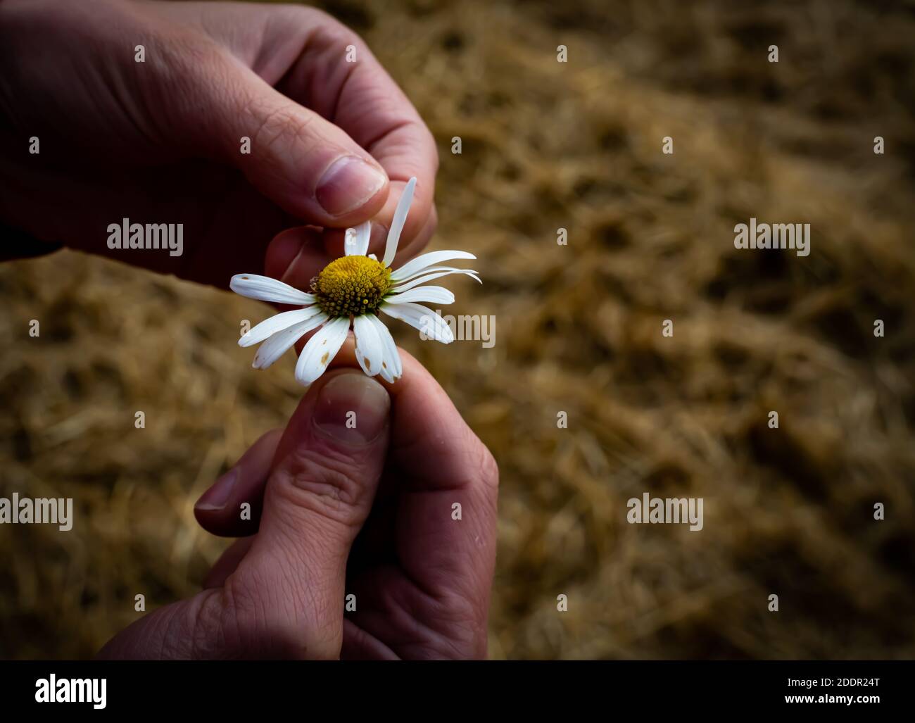 Female Finger Pull Petals Of A Daisy Flower Symbol Of A Love Me Love Me Not Gesture High Quality Photo Stock Photo Alamy Female Finger Pull Petals Of A Daisy Flower Symbol Of A Love Me Love Me Not Gesture High Quality Photo Stock Photo Alamy