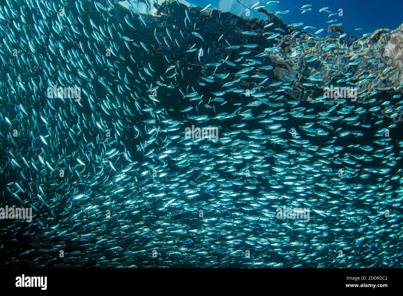 inside a giant sardines school of fish bait ball Stock Photo Alamy
