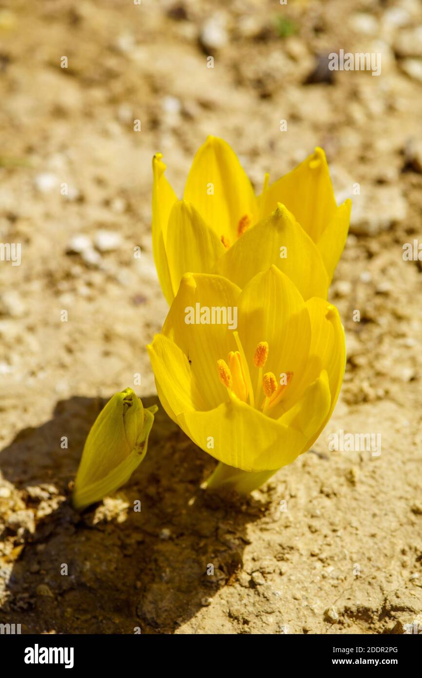 View of a Sternbergia flower, in the Upper Galilee, Northern Israel Stock Photo