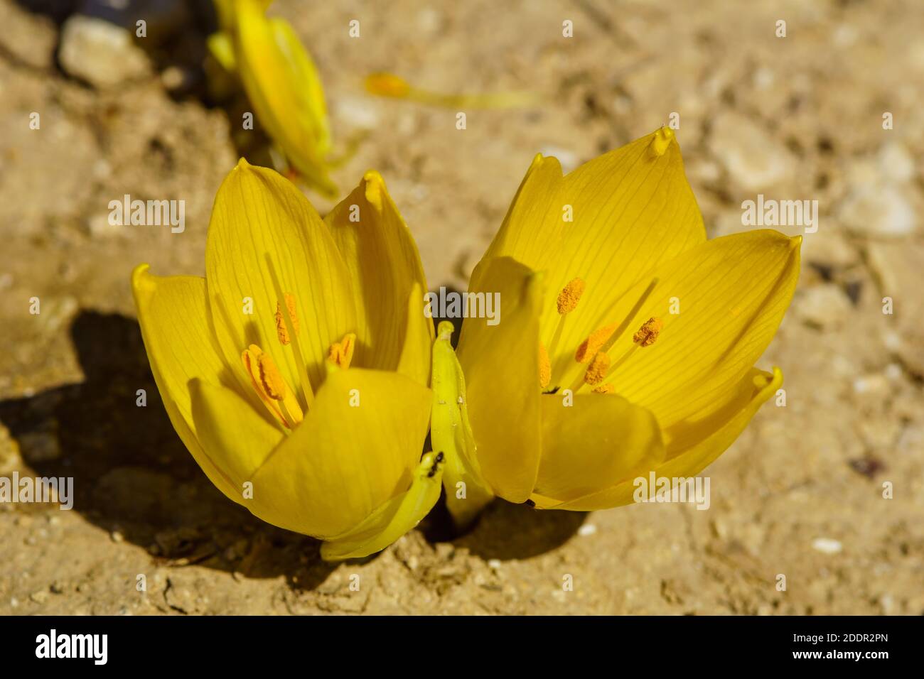 View of a Sternbergia flower, in the Upper Galilee, Northern Israel Stock Photo