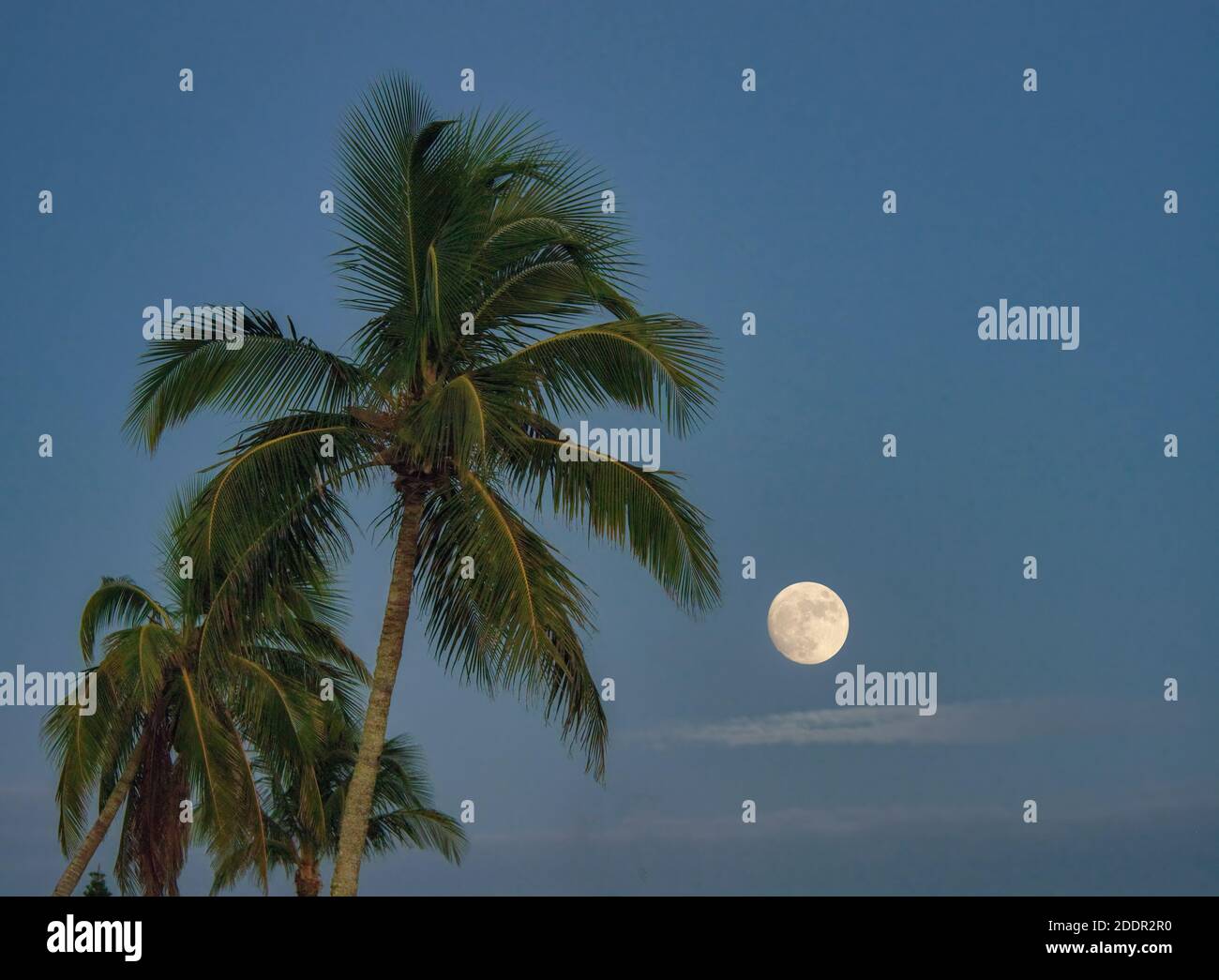 Full moon behind palm trees on Sanibel Island in southwest Florida in the United States Stock Photo