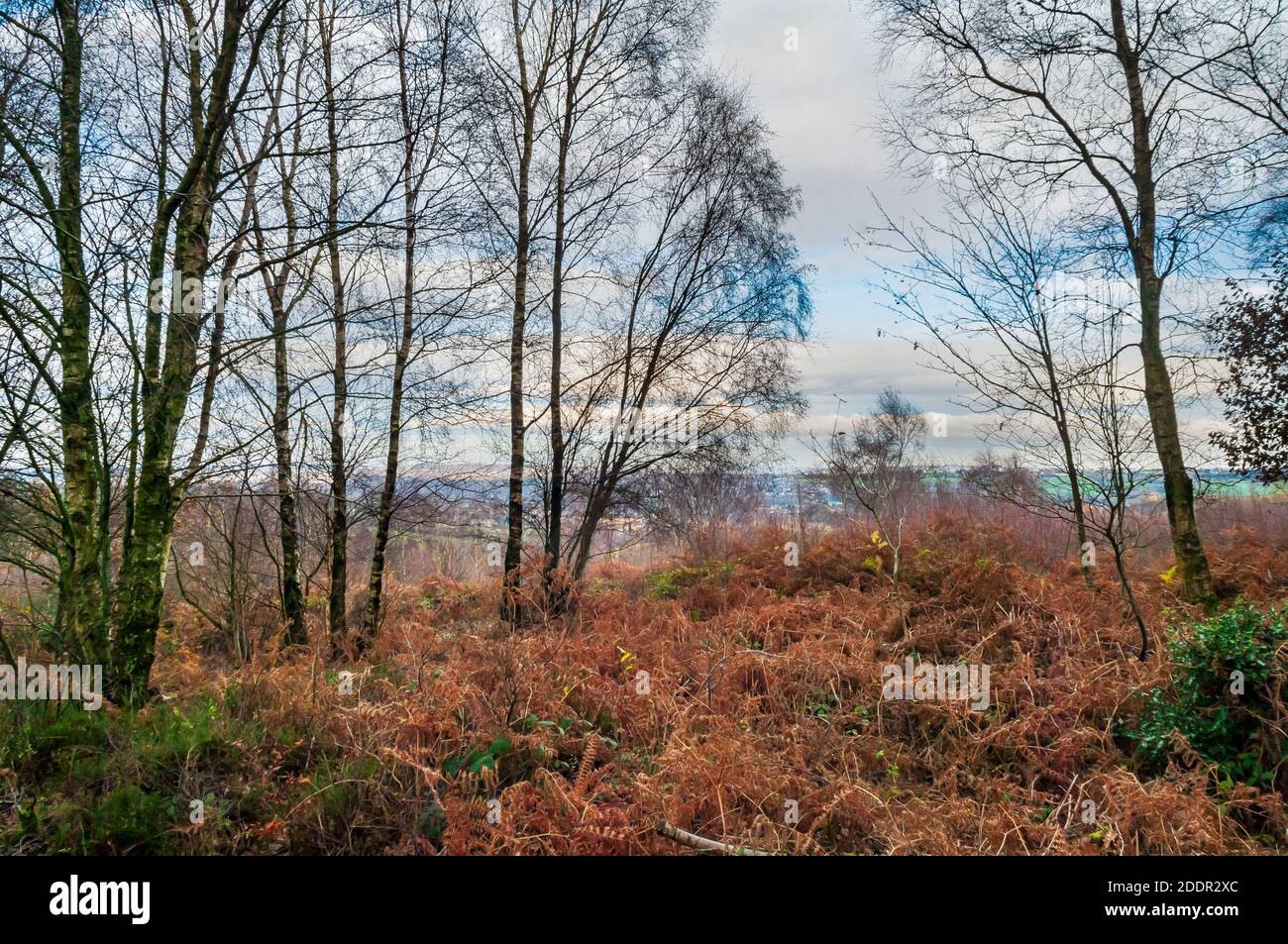 Silver birch trees growing amidst bracken on the steep slopes at Strawberry Lee, between Blacka Moor and Totley near Sheffield. Stock Photo