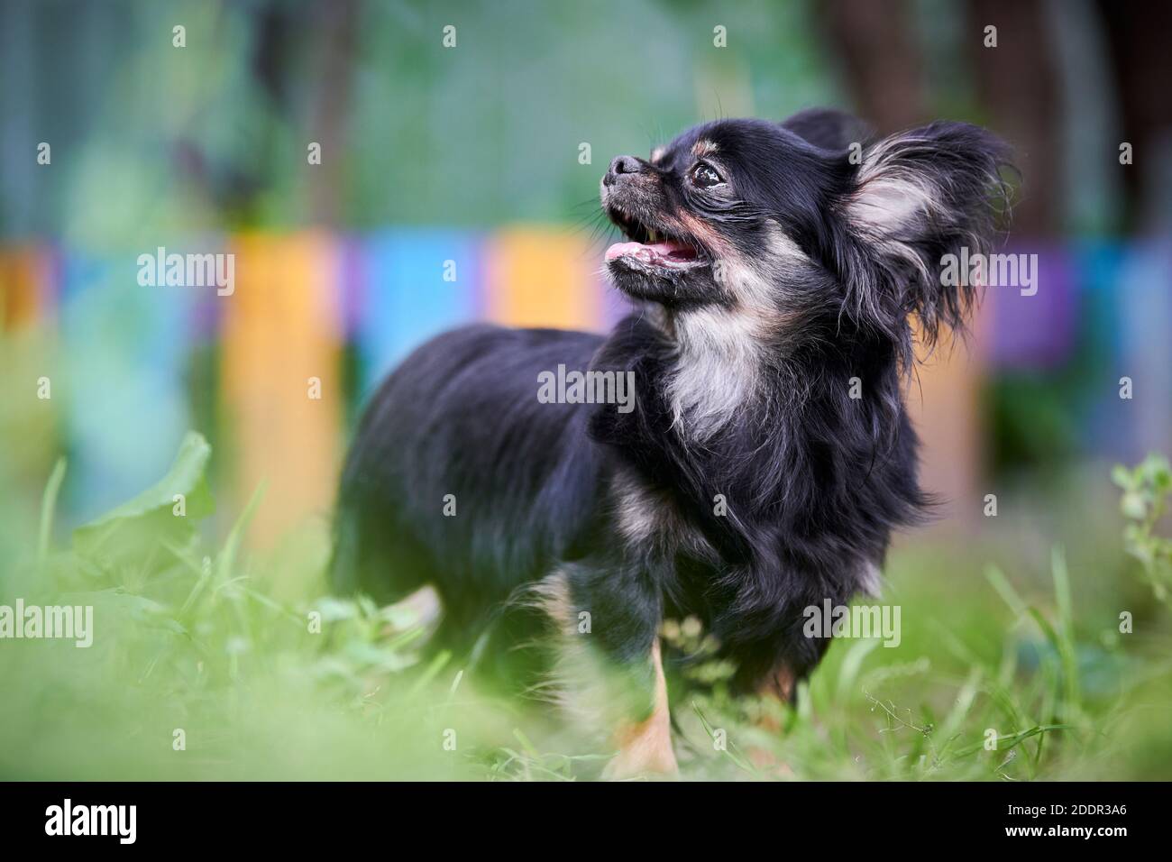 Long Haired Chihuahua High Resolution Stock Photography And Images Alamy