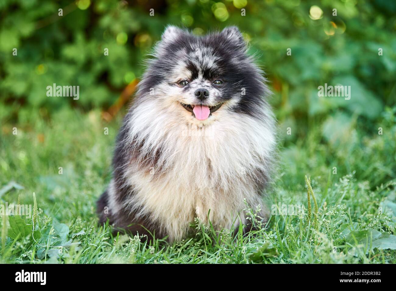 Pomeranian Spitz dog in garden grass. Cute pomeranian puppy on walk