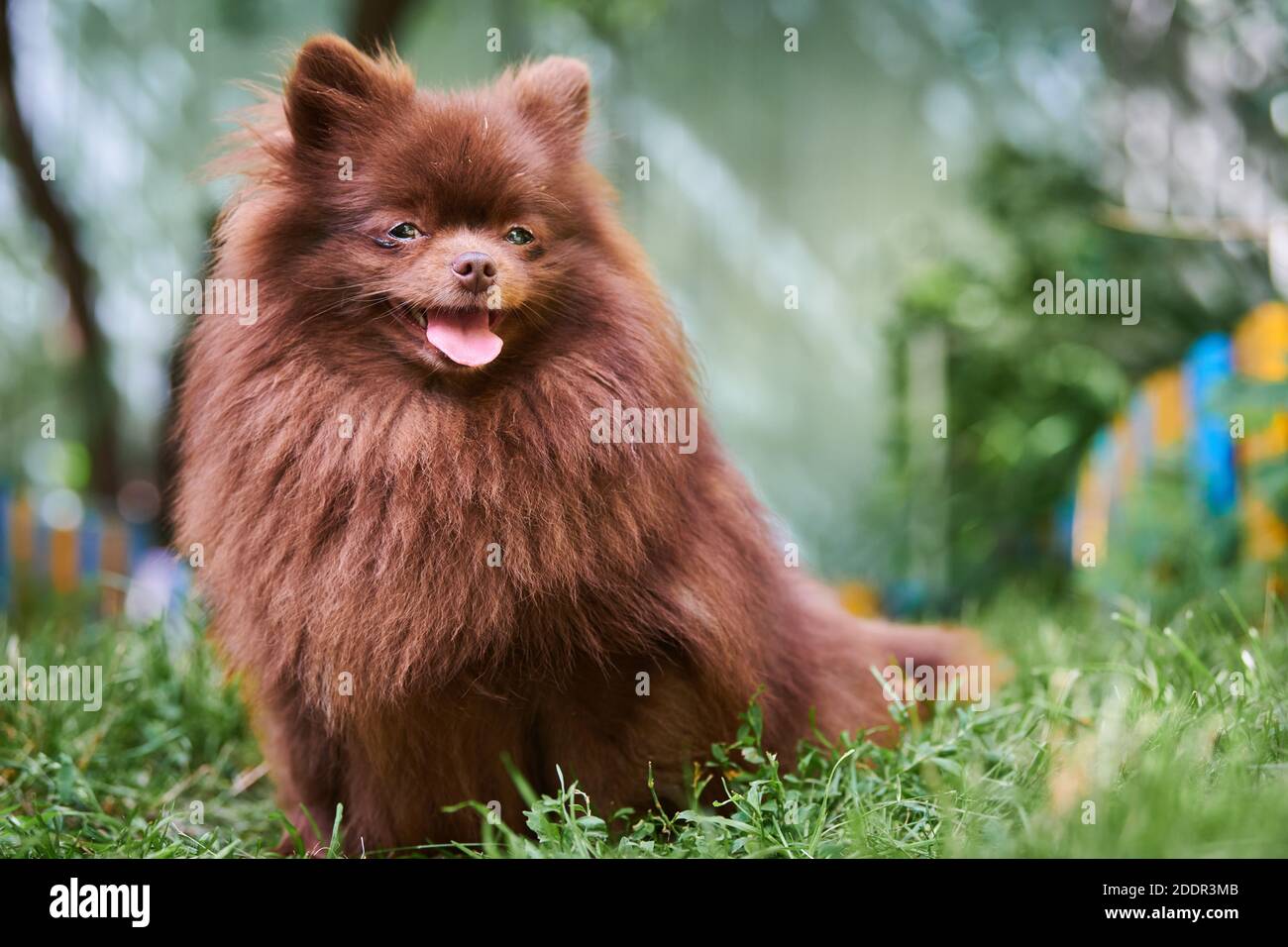 Pomeranian Spitz dog in garden. Cute brown pomeranian puppy on walk. Family  friendly funny Spitz pom dog, green grass background Stock Photo - Alamy