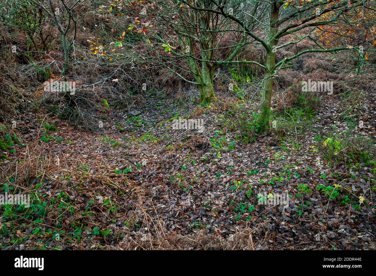Heavily-overgrown access trench or 'slant' to now-blocked adits at the site of Strawberry Lee Ganister Mine, at Totley, near Sheffield Stock Photo
